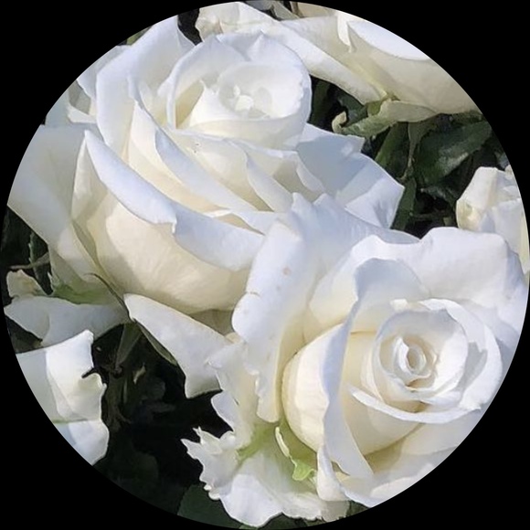 Meet your Posher, Kamilla - Picture 1 of 1